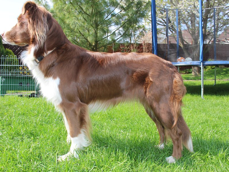 A beautiful blue merle Australian Shepherd standing in a green field with an alert, intelligent expression