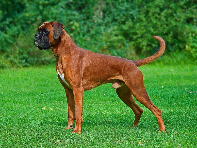 A fawn Boxer with a black mask standing alert in a grassy backyard with a muscular build and characteristic underbite