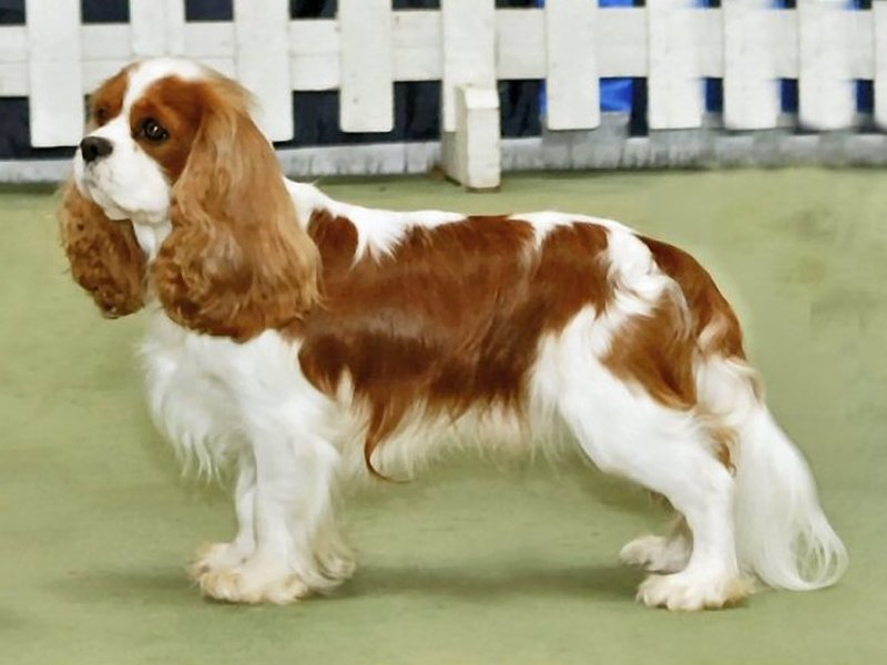 A beautiful Blenheim Cavalier King Charles Spaniel sitting gracefully on a cushion with soft, soulful eyes