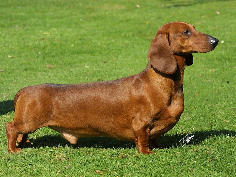 A red smooth-coated Dachshund standing in profile on green grass, showcasing the breed's distinctive long body and short legs