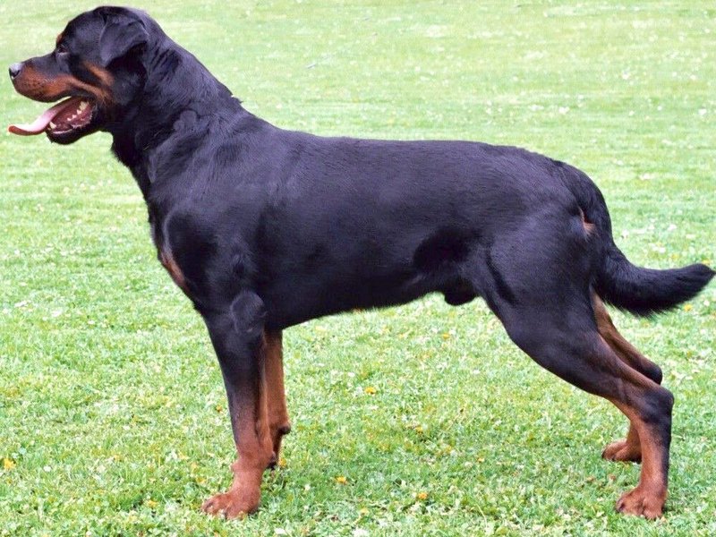 A strong Rottweiler with a glossy black and mahogany coat sitting calmly outdoors with a confident expression