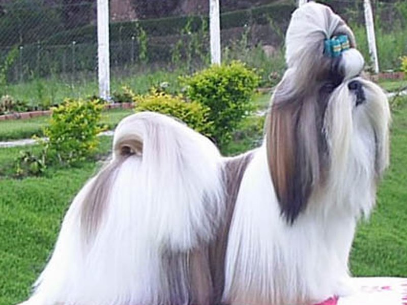 An adorable Shih Tzu with a flowing coat and topknot sitting on a cushion with a bright, friendly expression