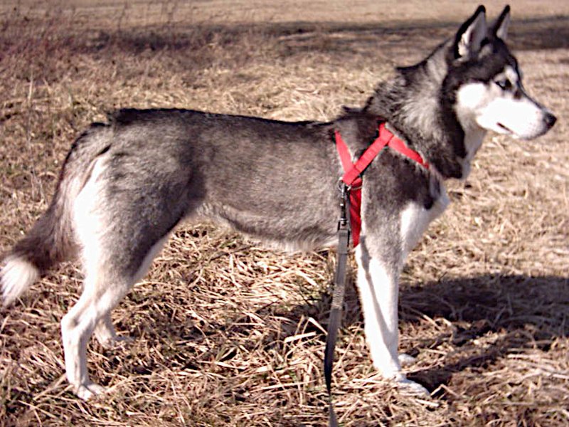 A striking Siberian Husky with bright blue eyes standing in a snowy landscape with ears perked
