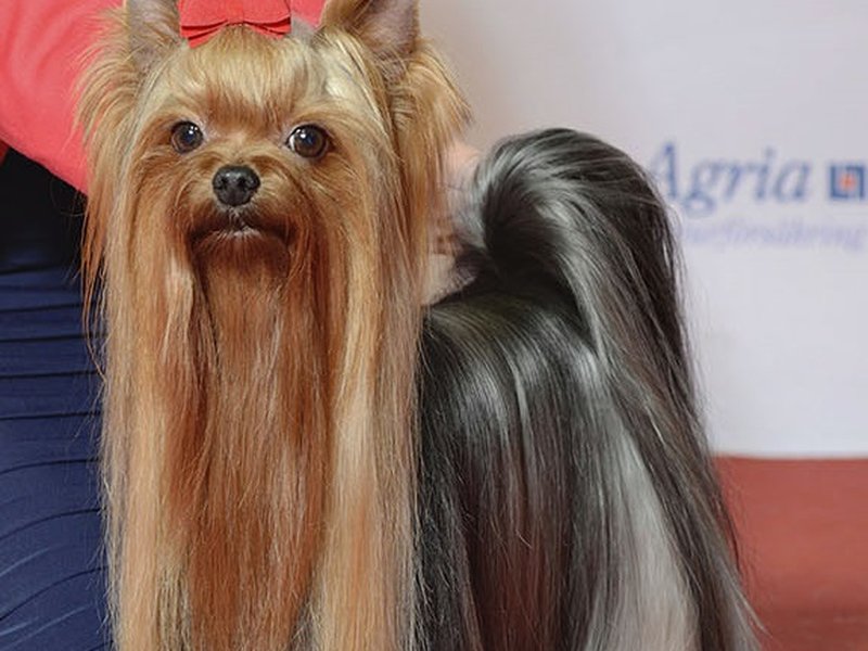 A Yorkshire Terrier with a silky blue and tan coat sitting alertly on a cushion