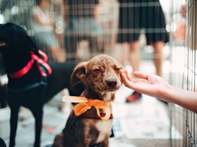 A golden retriever puppy surrounded by puppy essentials including a crate, toys, and training treats