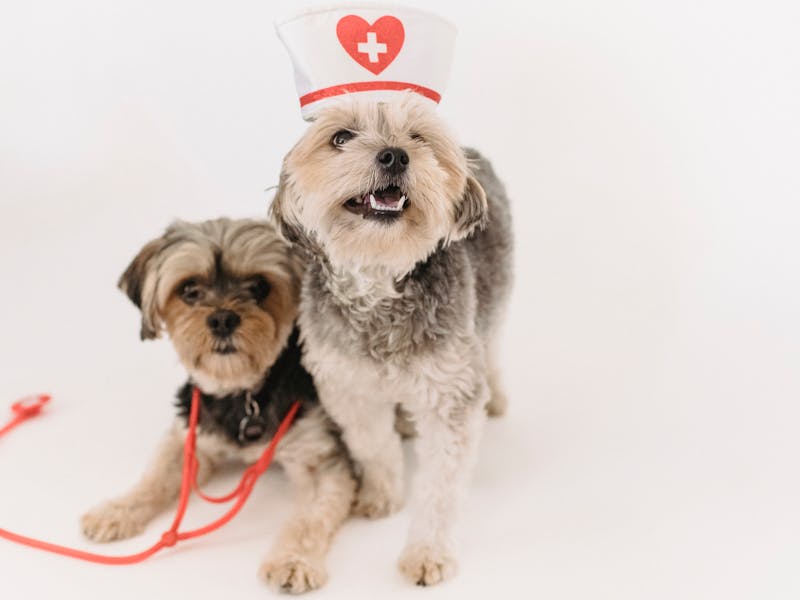Different styles of dog crates including wire, plastic, and furniture-style arranged in a living room