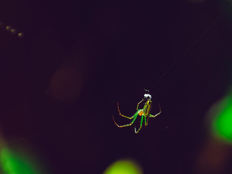 A lineup of different style dog harnesses laid out on grass with a happy dog wearing one